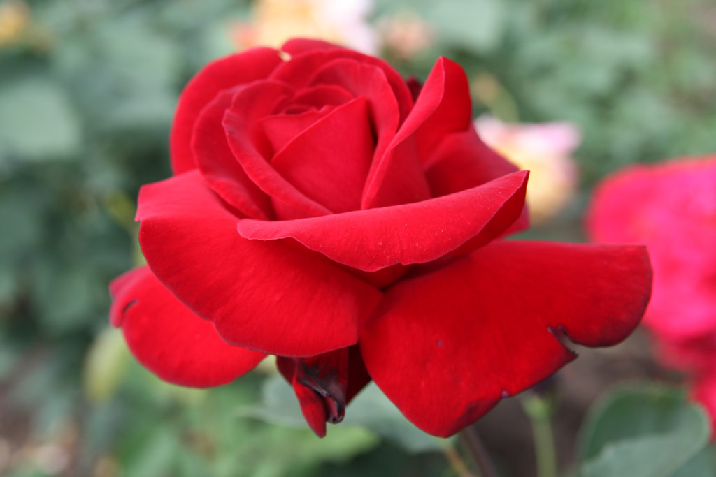 růže Le Rouge et Le Noir