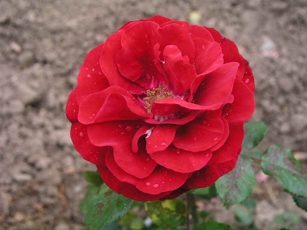 růže Lea