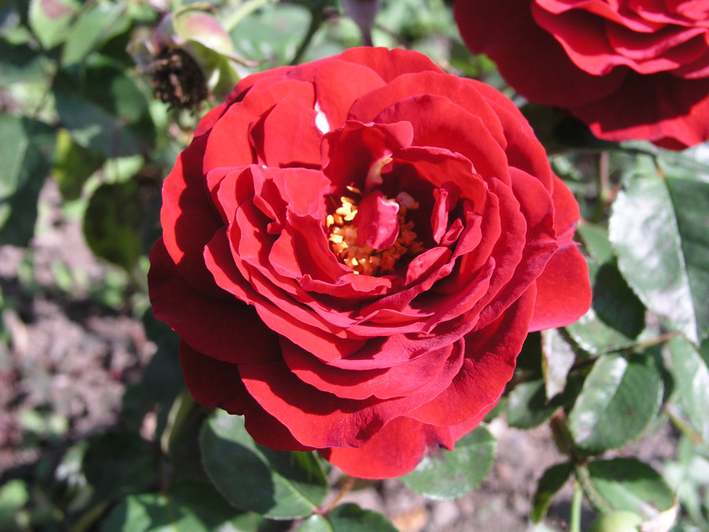 růže Lea
