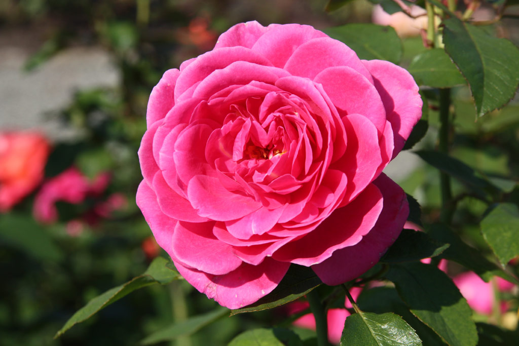růže Lea (Olesen)