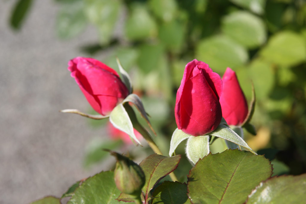 růže Lea (Olesen)