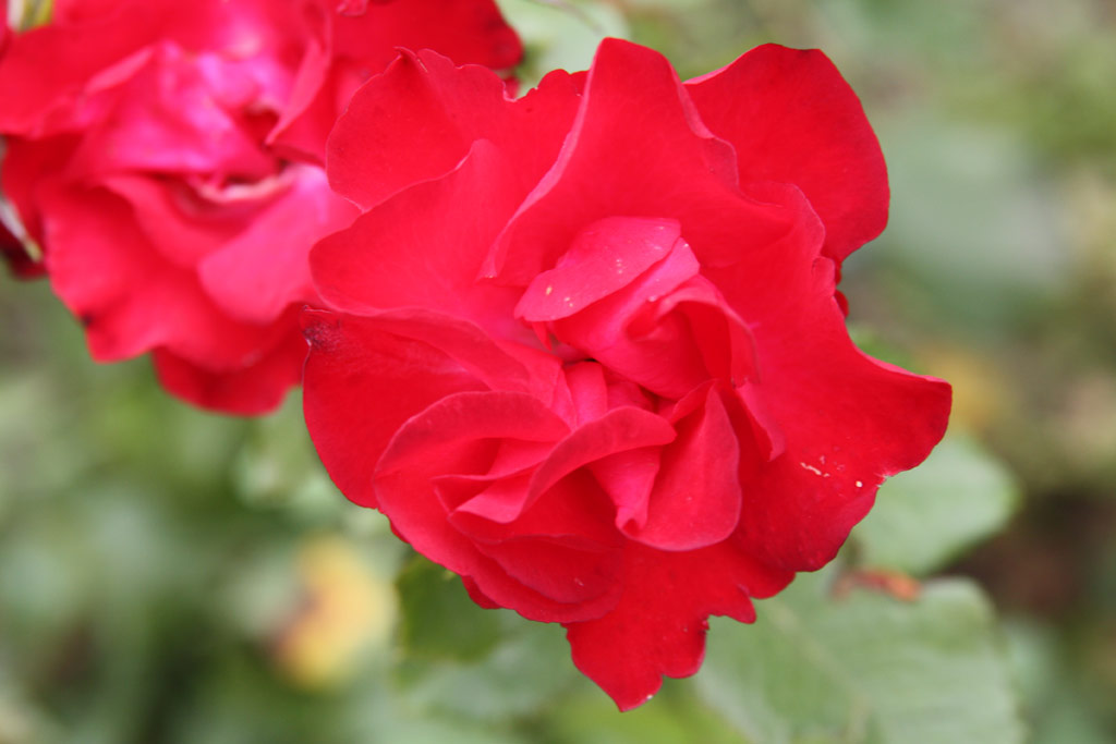 růže Lda Emlke