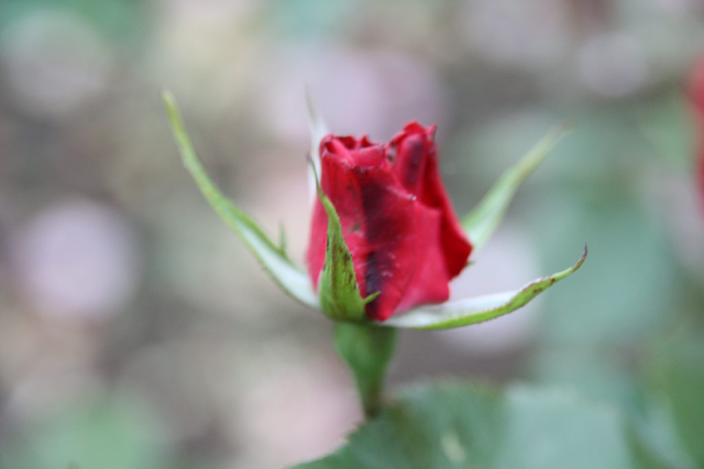růže Lda Emlke