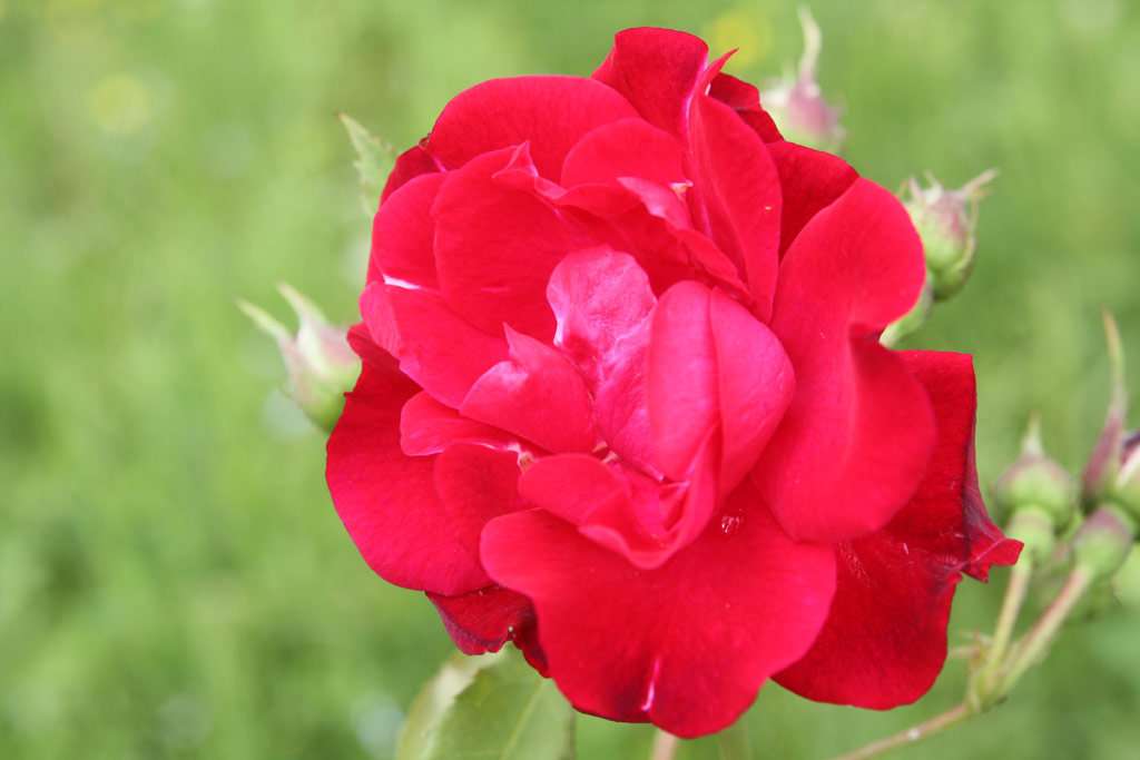 růže Leipzig
