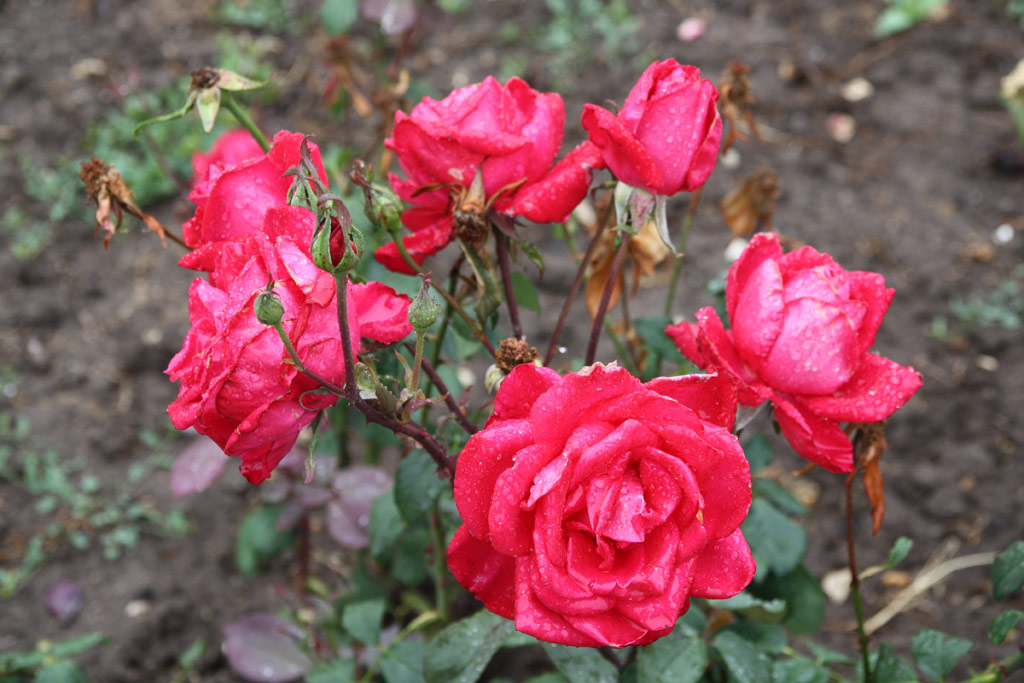 růže Leniniana