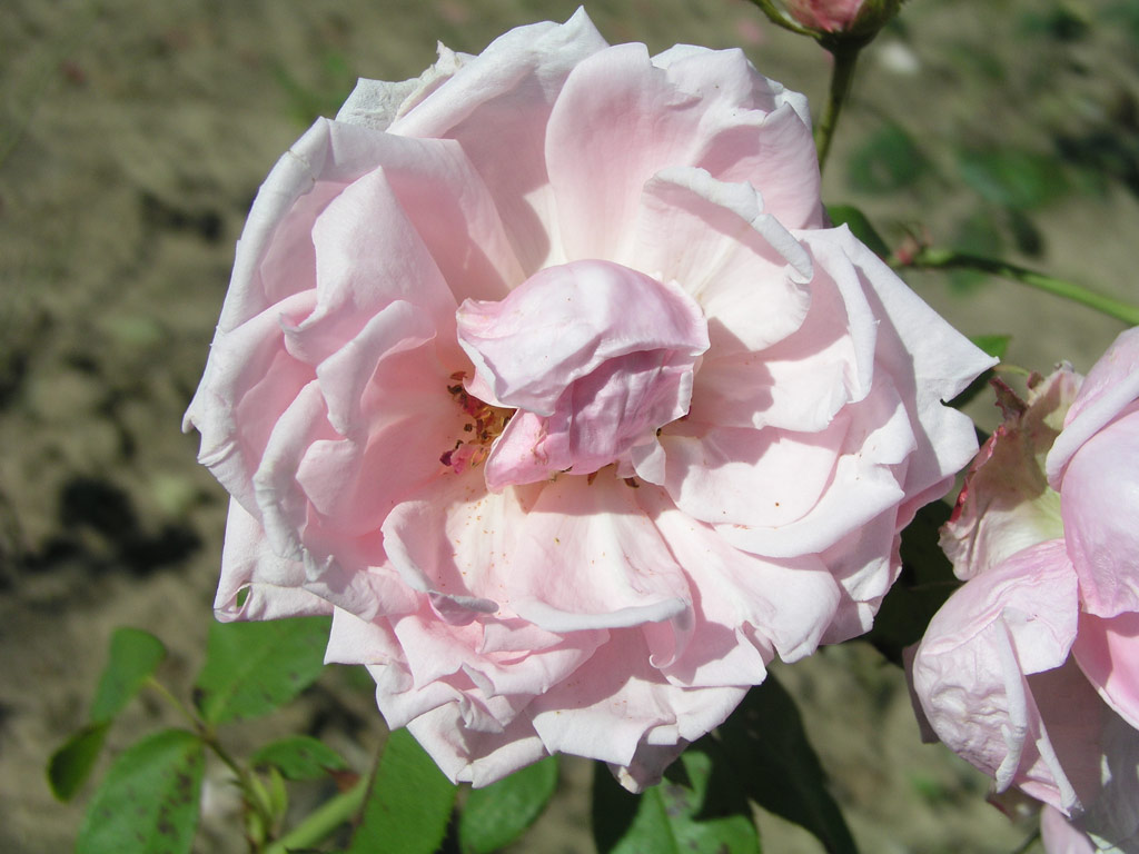 růže Leonard Barron