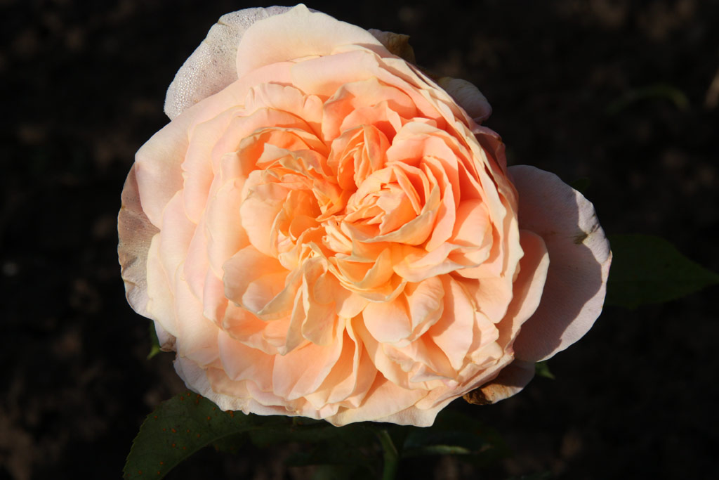 růže Leonard Barron (Sangerhausen)