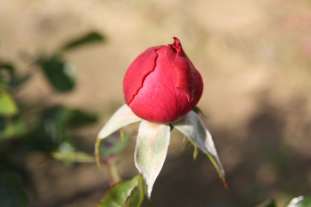 růže Leonardo da Vinci