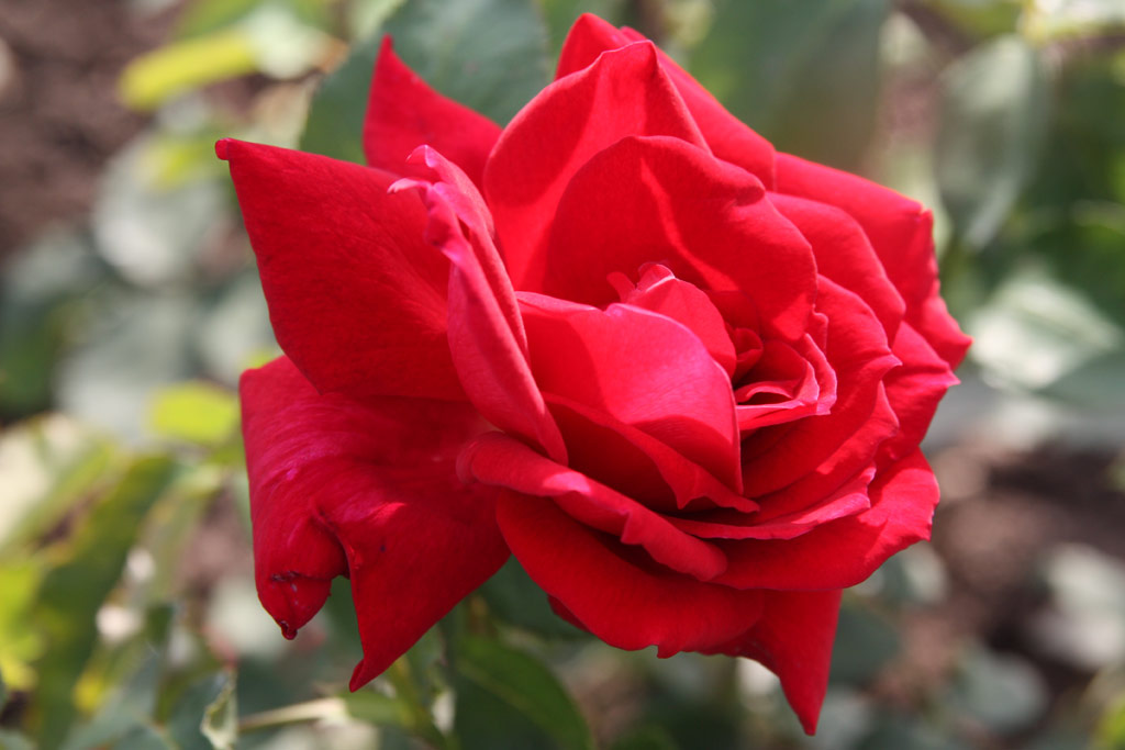 růže Lonce Colombier