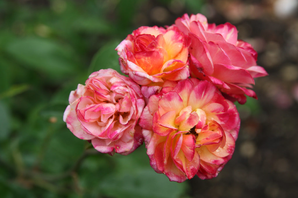růže Leonie Lamesch