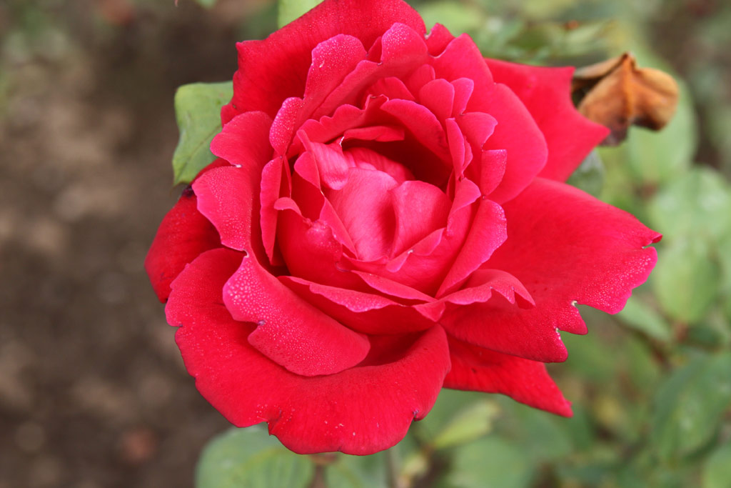 růže Lopold Lambotte