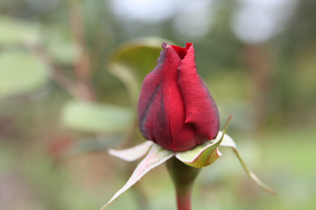 růže Lopold Lambotte