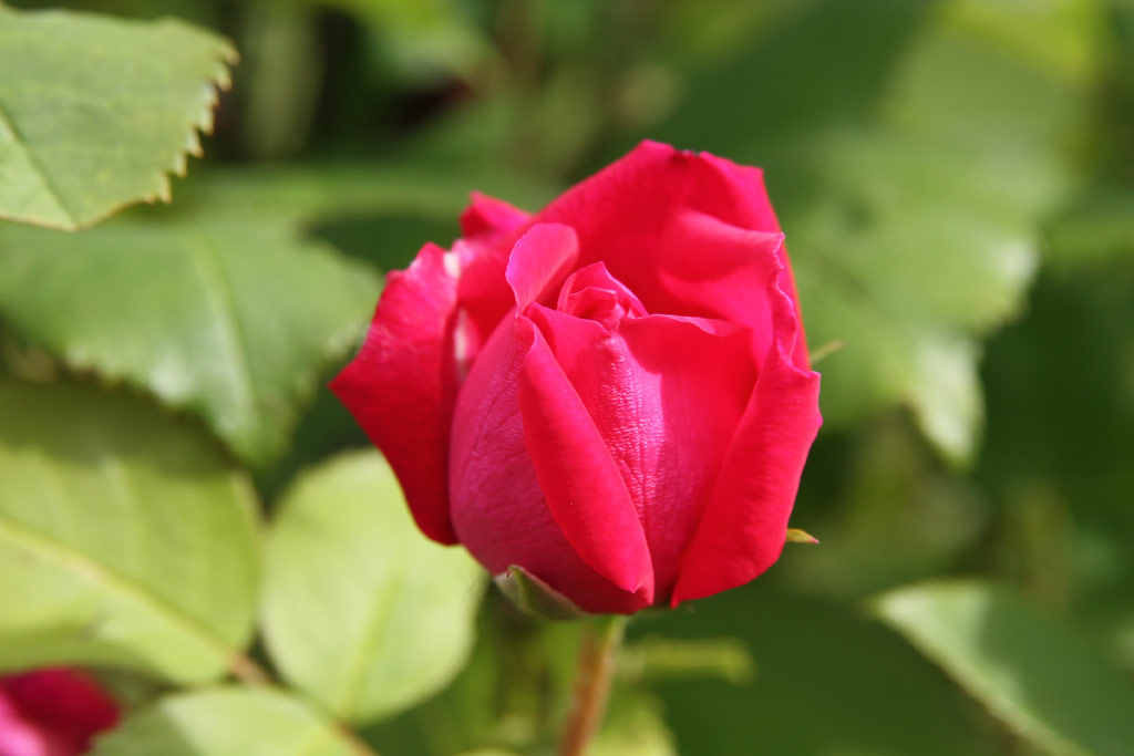 růže Leopold Ritter