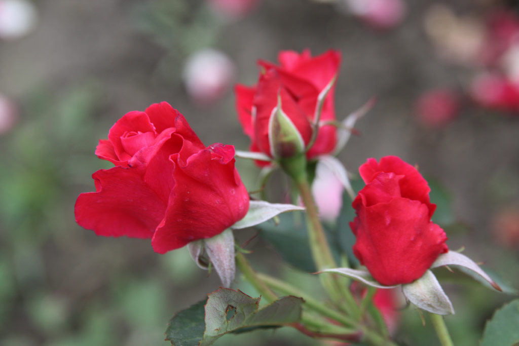 růže Levey Klra Emlke