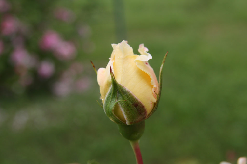 růže Leverkusen