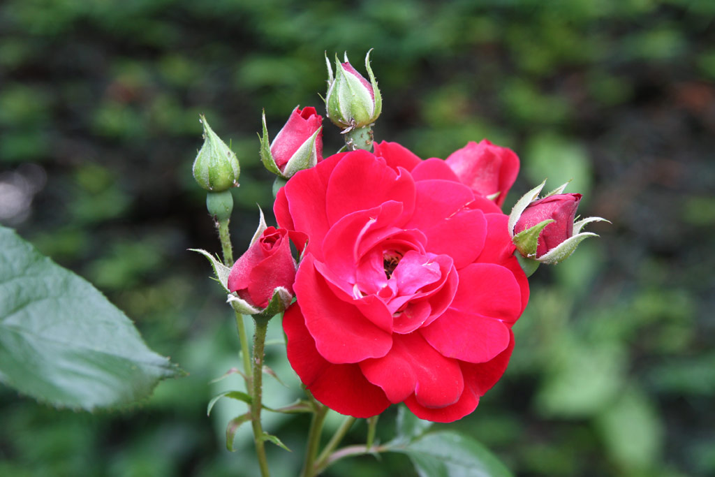růže Lichterloh