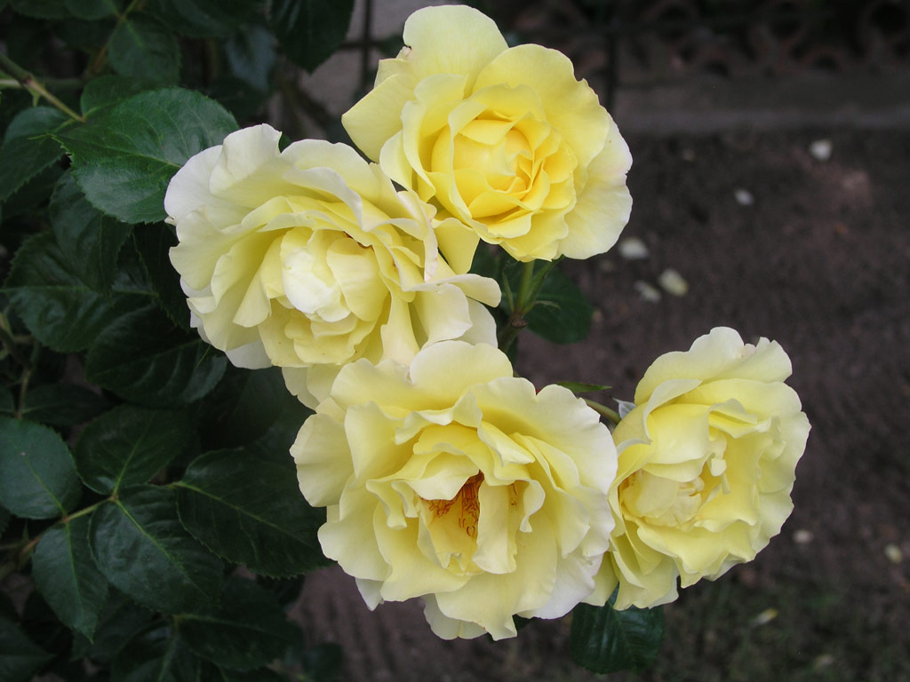 růže Lichtknigin Lucia