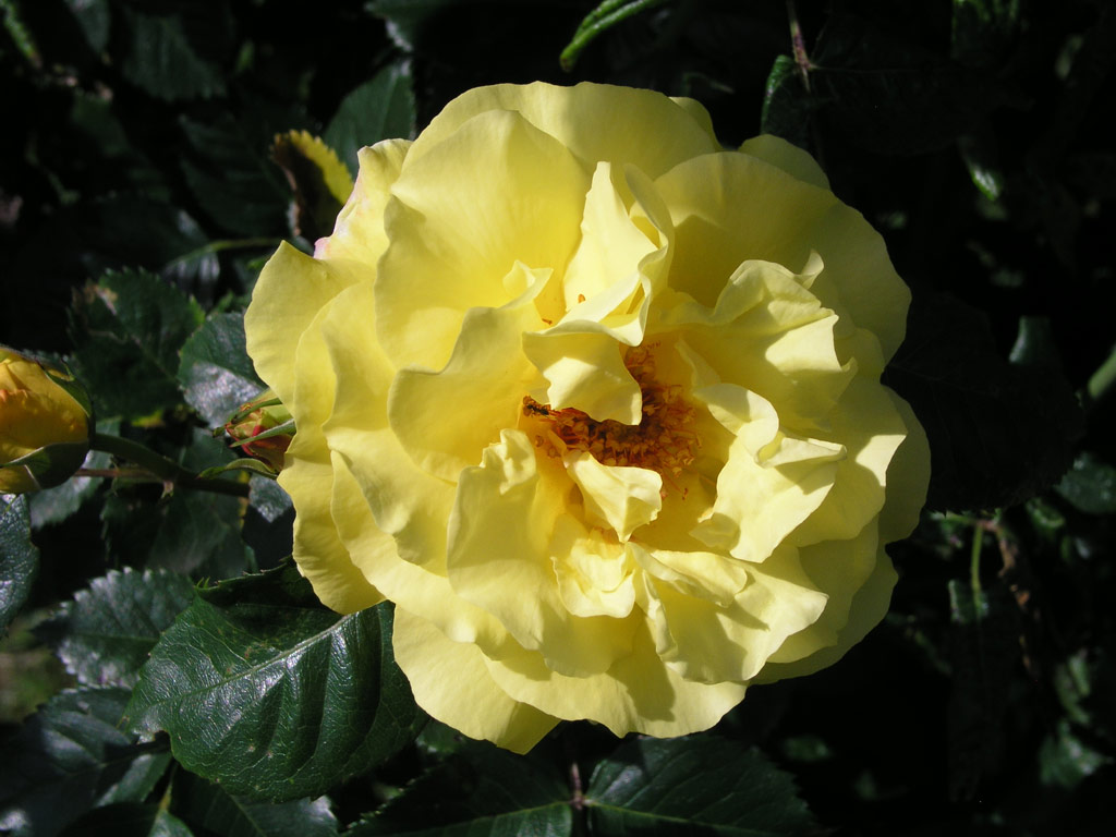 růže Lichtknigin Lucia