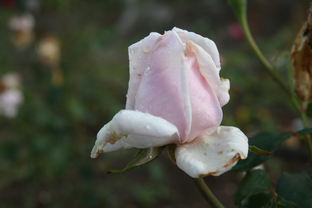 růže Lda Baarov