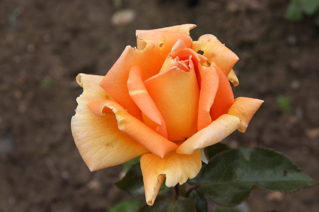 růže Lidice