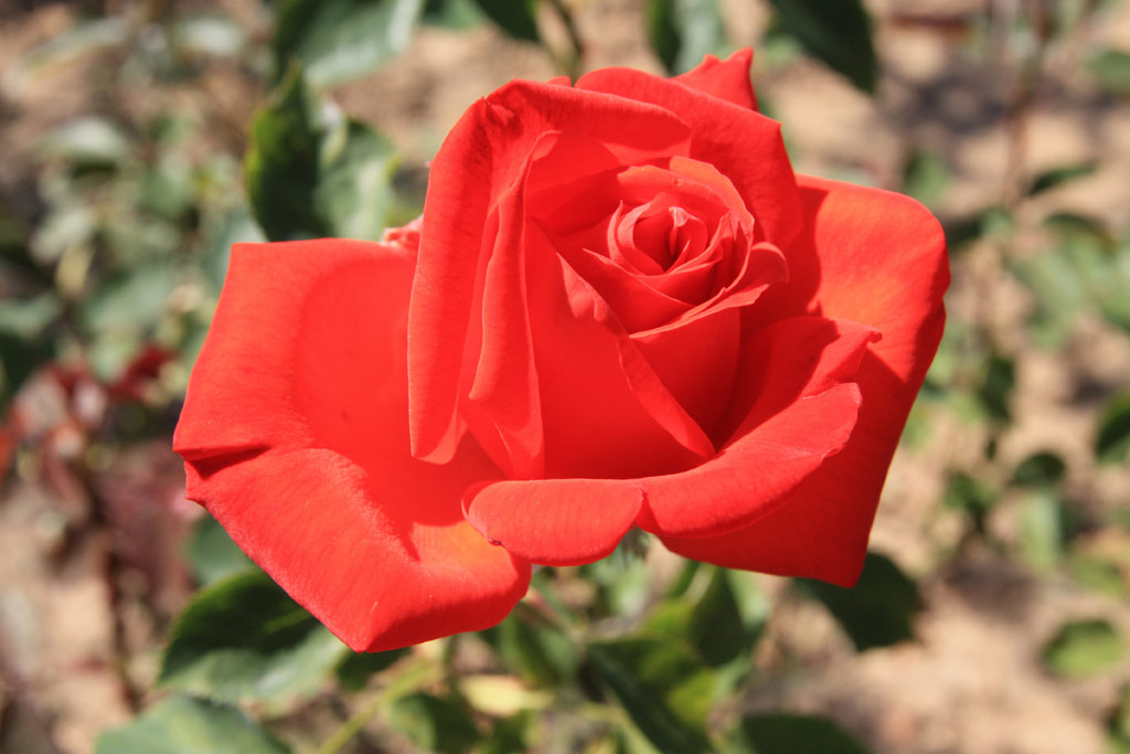 růže Lidka