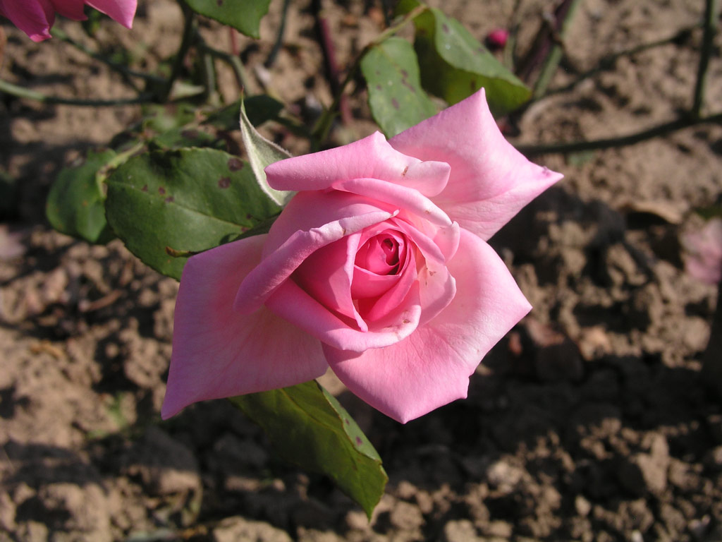 růže Lidka Bhmov