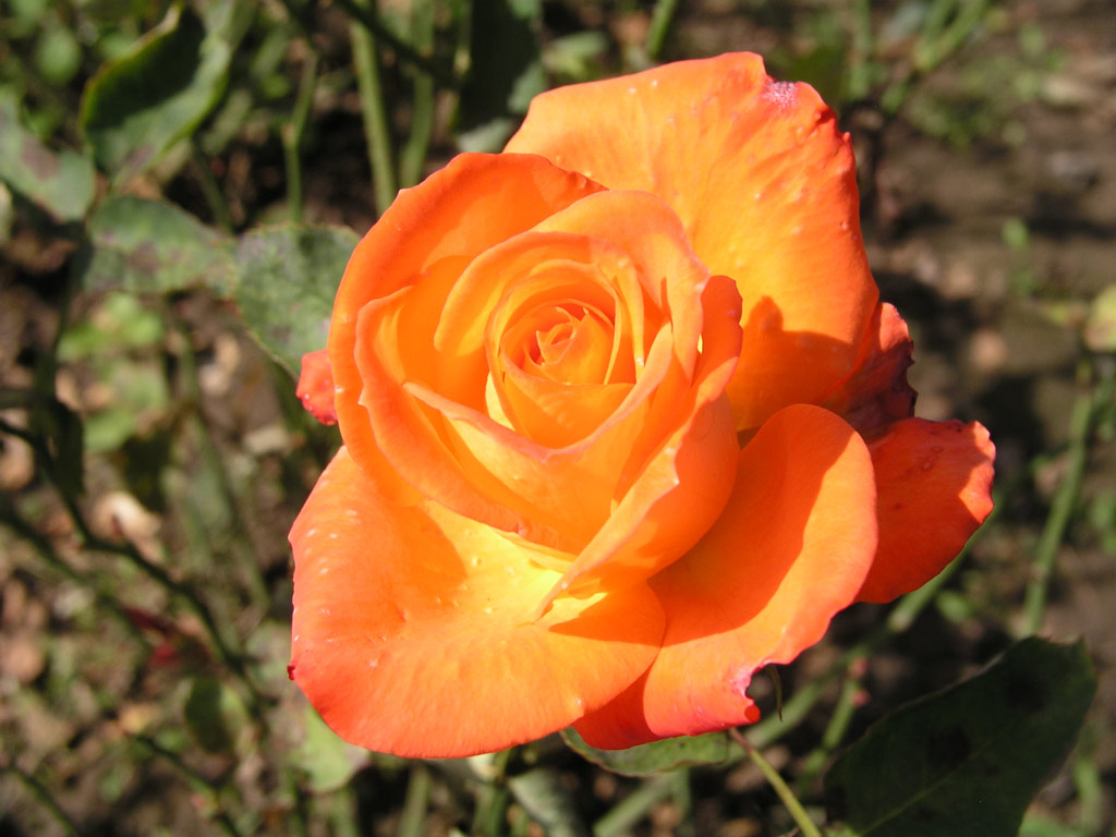 růže Liebe Franz