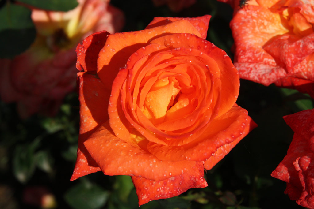 růže Liebe Franz