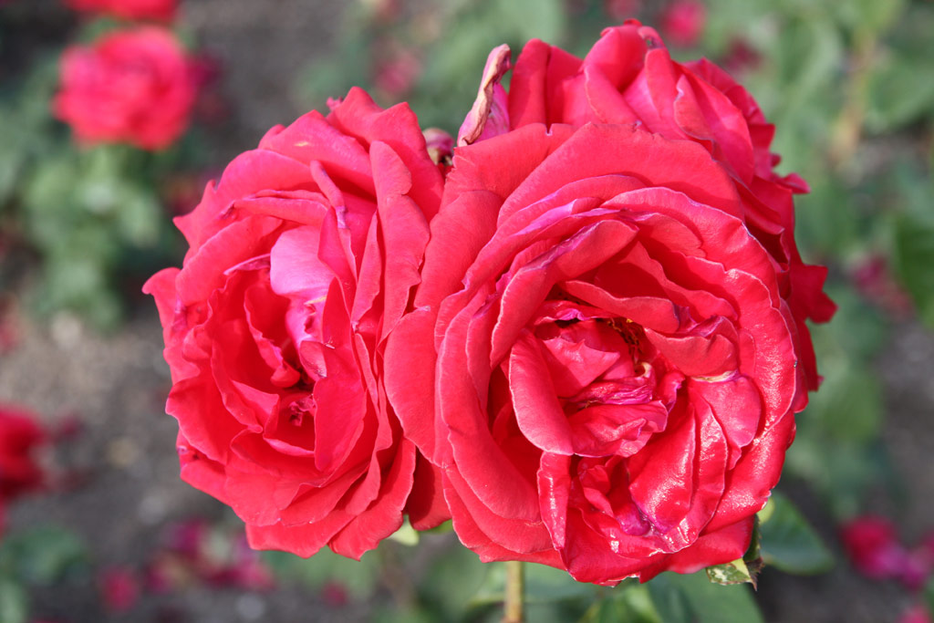 růže Liebeszauber
