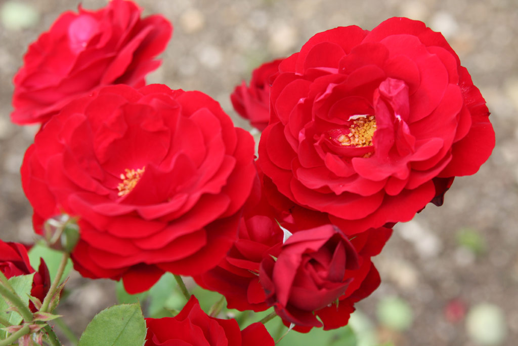 růže Lilli Marleen
