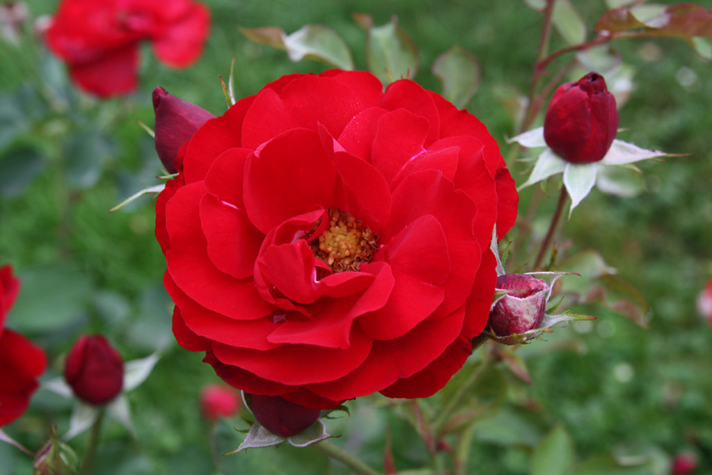 růže Lilli Marleen