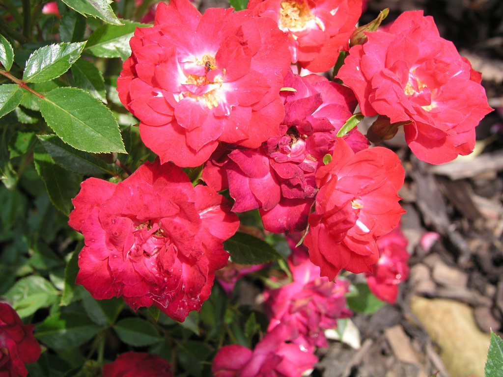 růže Lilliput