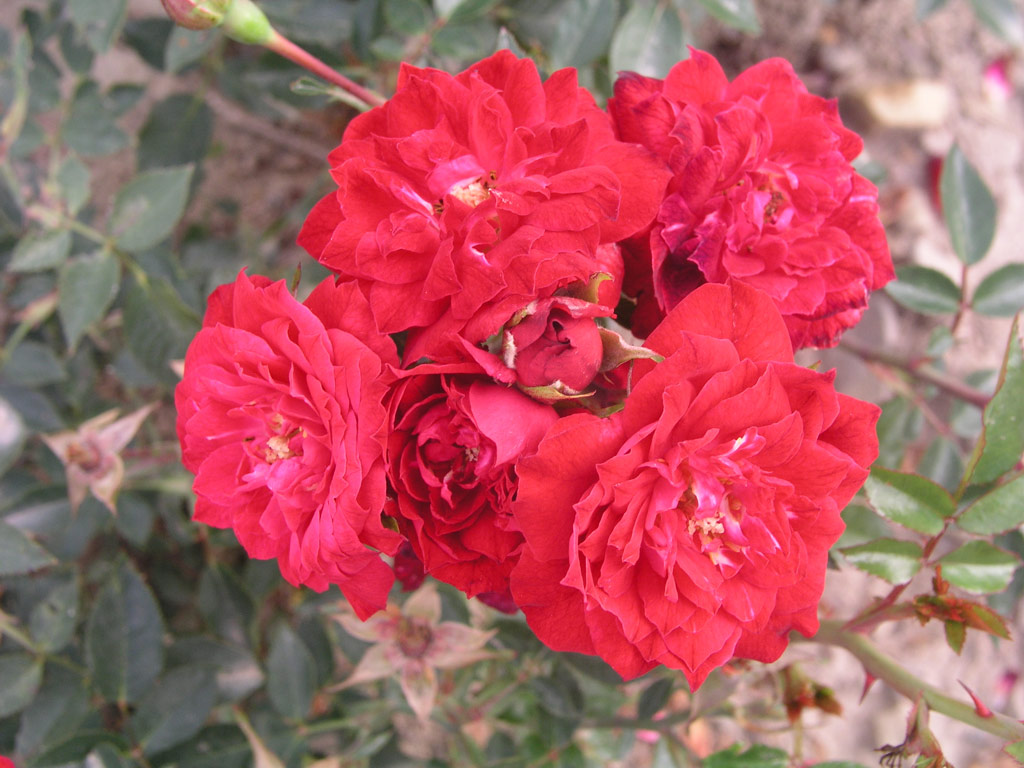 růže Lilliput