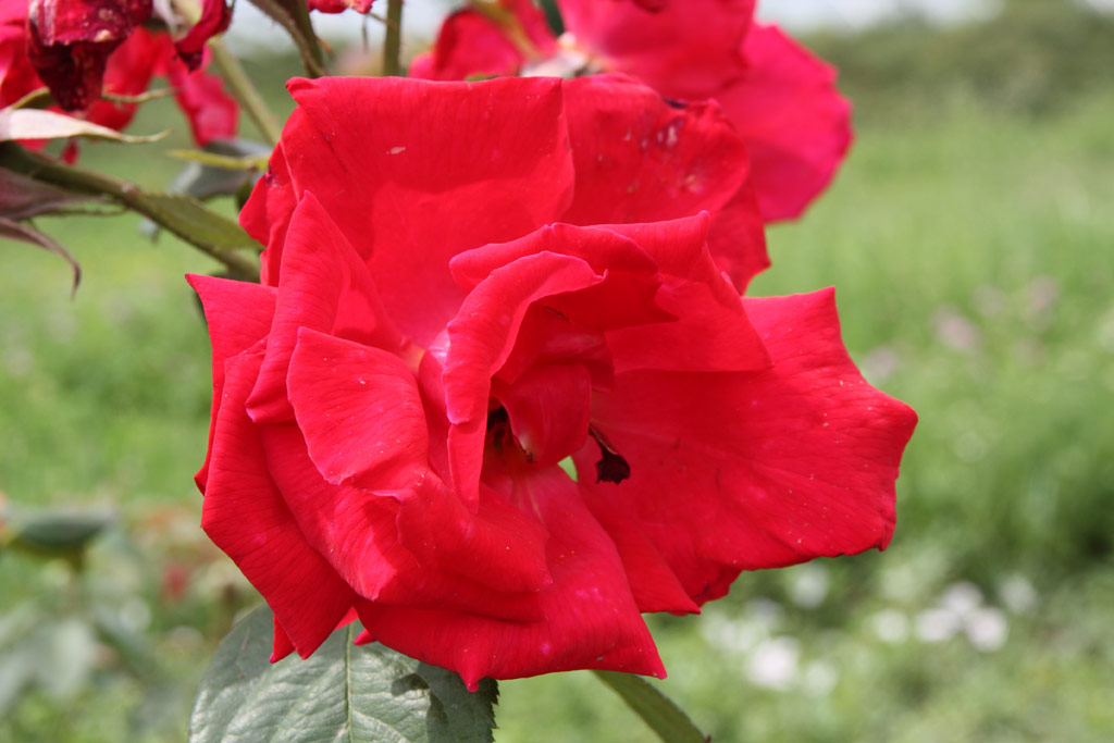 růže Lilorita