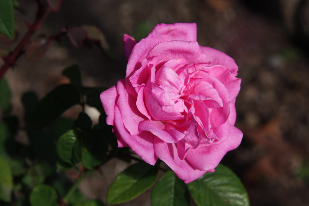 růže Lily Mertschersky