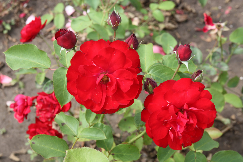 růže Linar