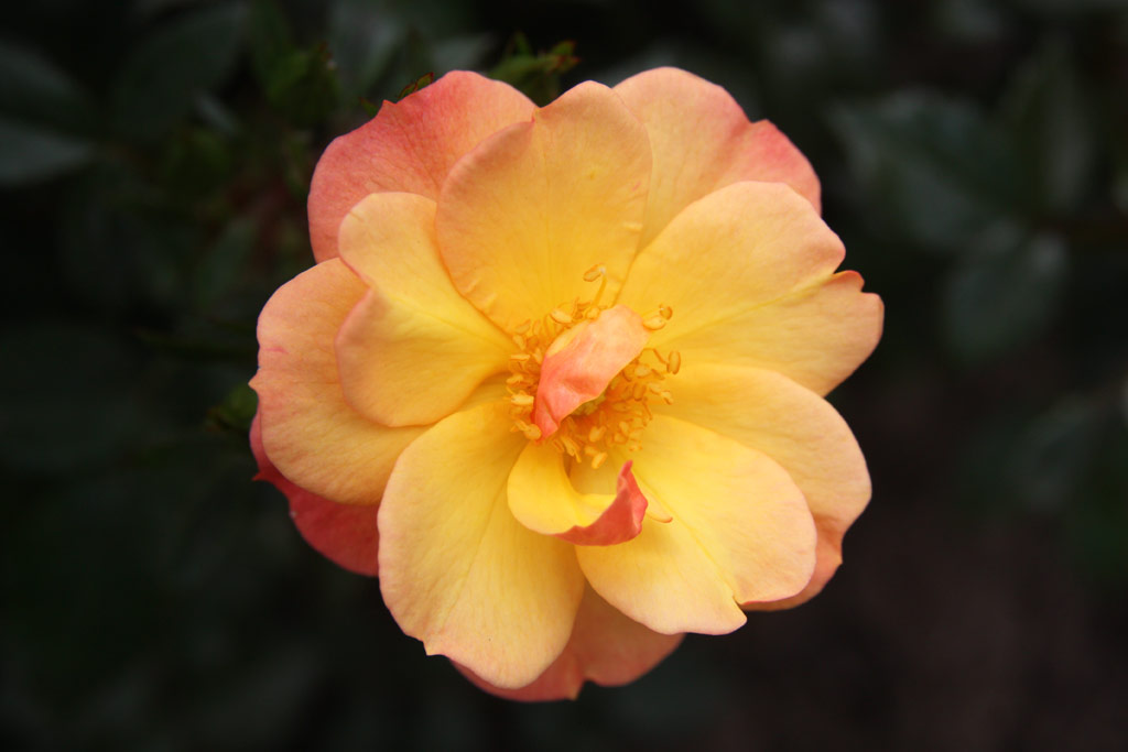 růže Linnaeus