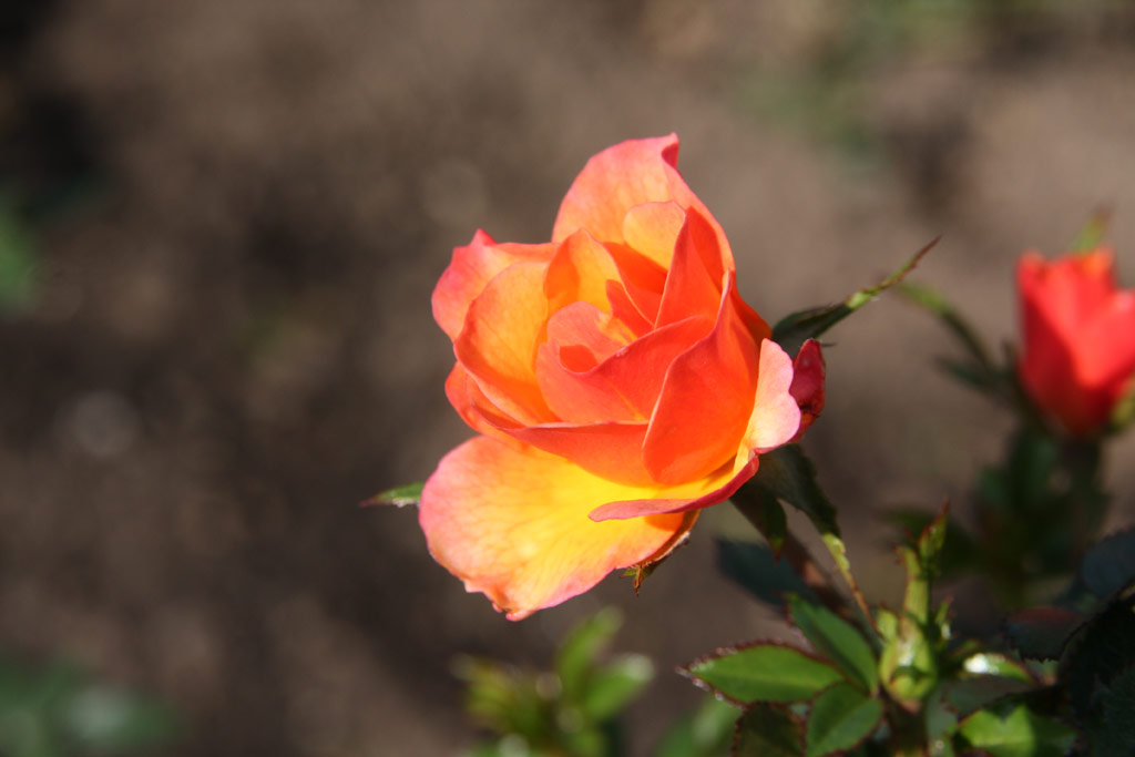 růže Linnaeus