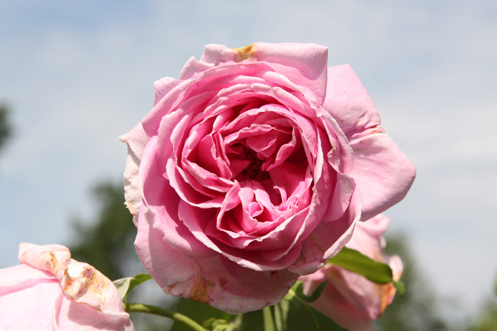 růže Liparfum