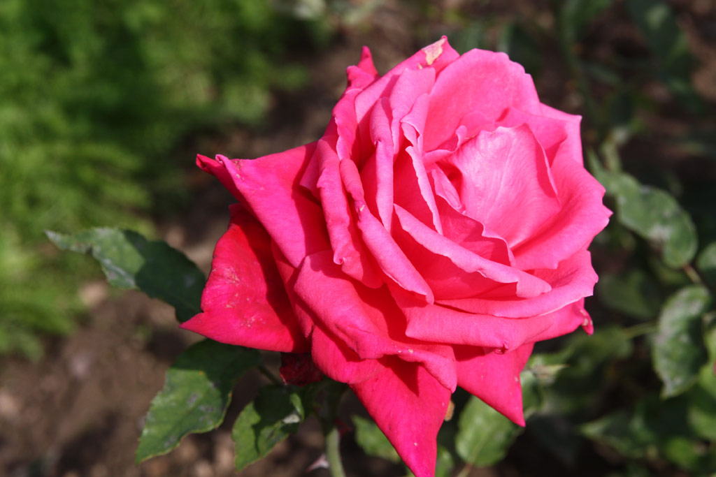 růže Lisbeth Prim