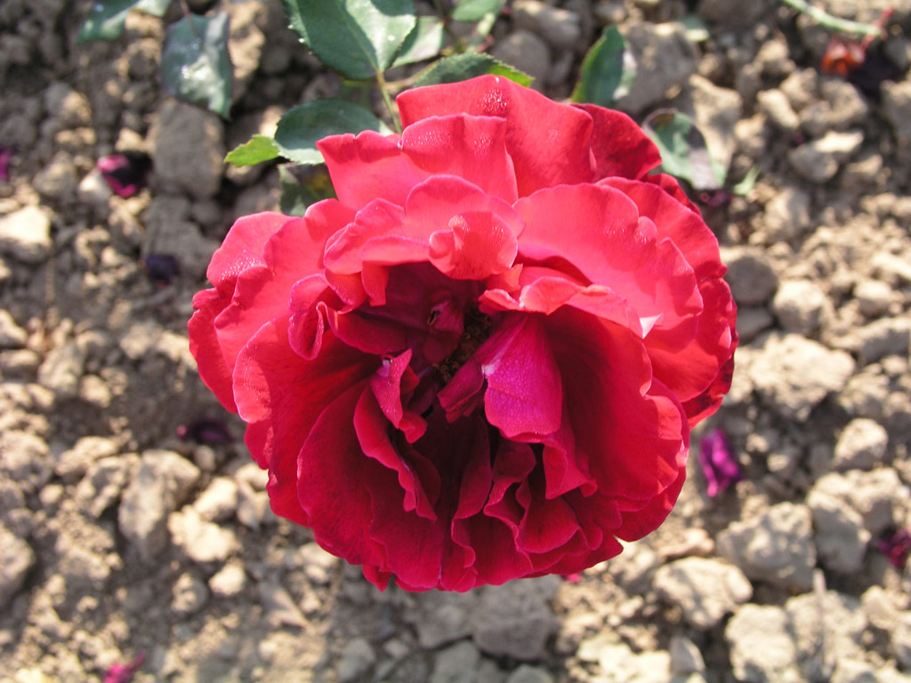růže Lissy Horstmann