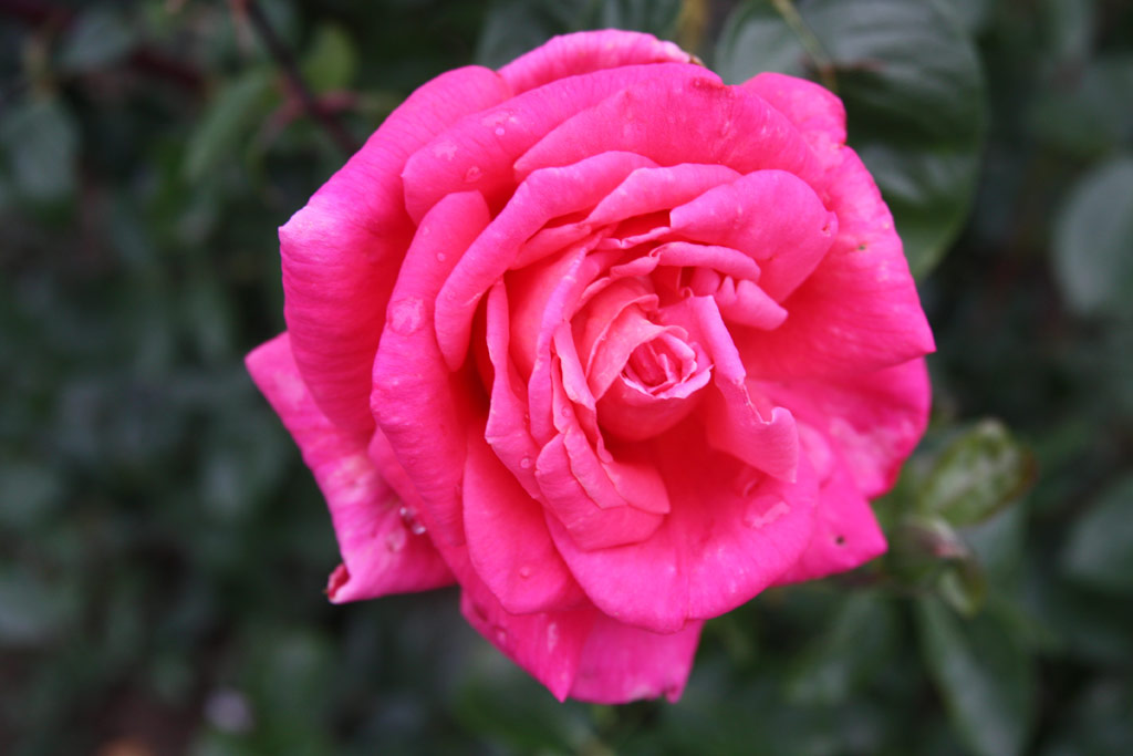 růže Liszka Jen� Eml�ke