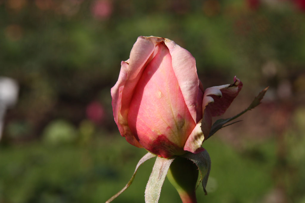 růže Lodestar