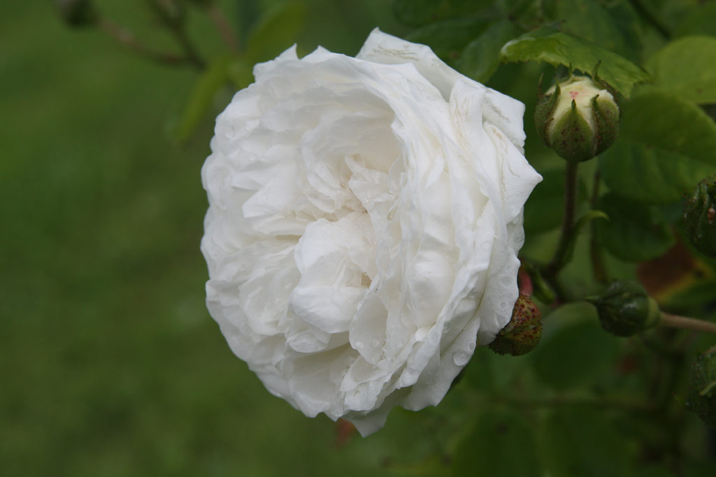 růže Long John Silver