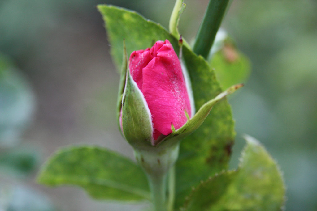 růže Lorntffy Zsuzsana Emlke