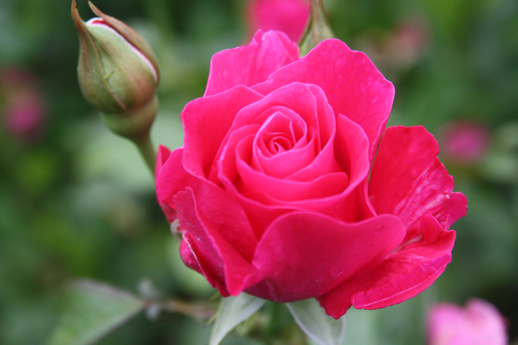 růže Lorntffy Zsuzsana Emlke