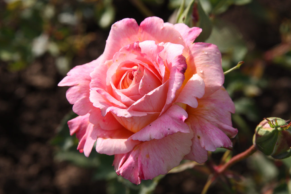 růže Lord Baden-Powell