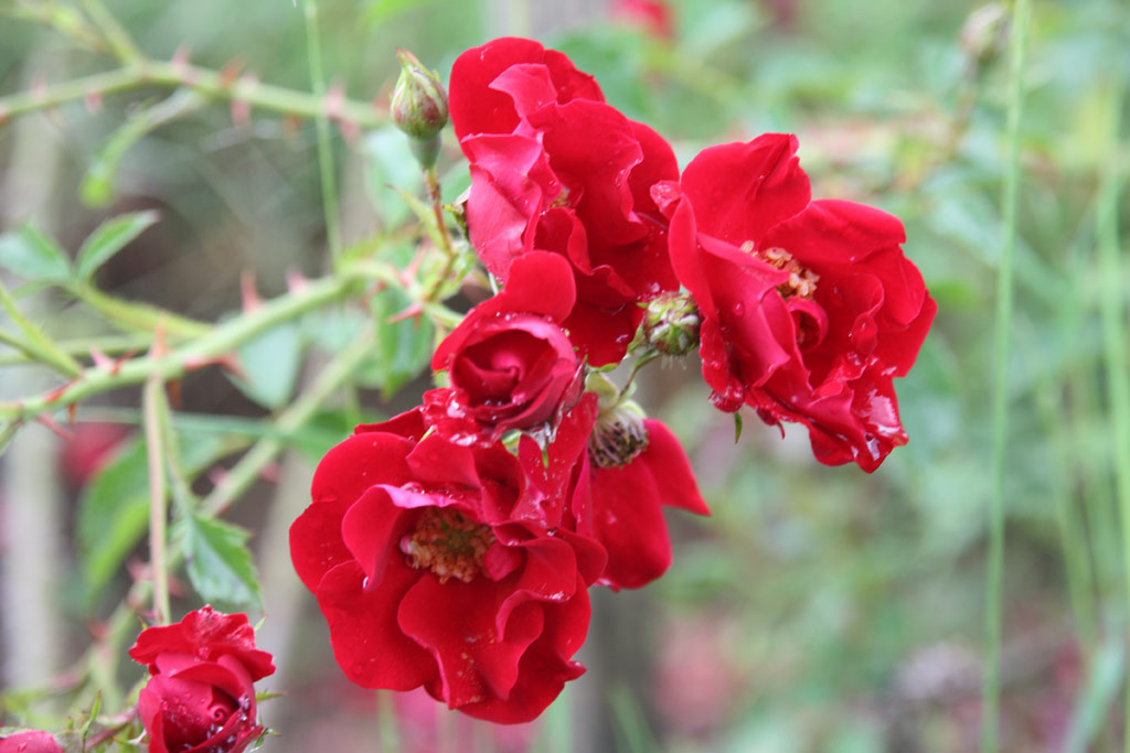 růže Lord Penzance