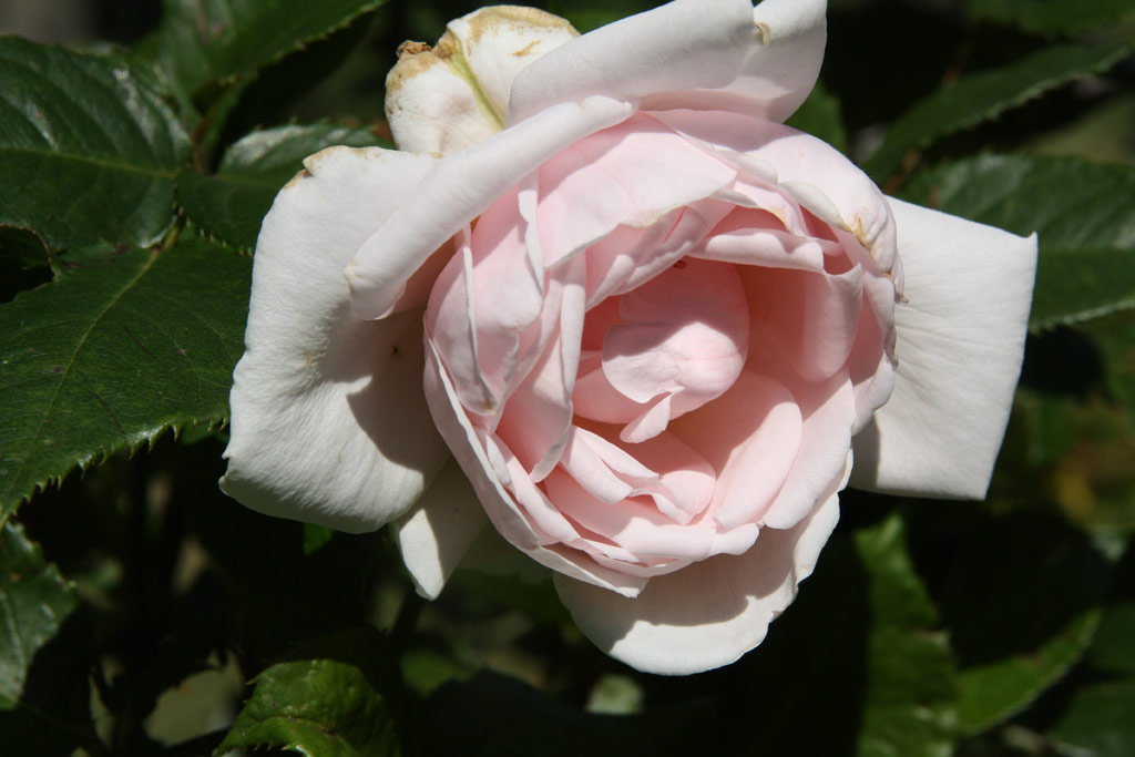 růže Lordly Oberon