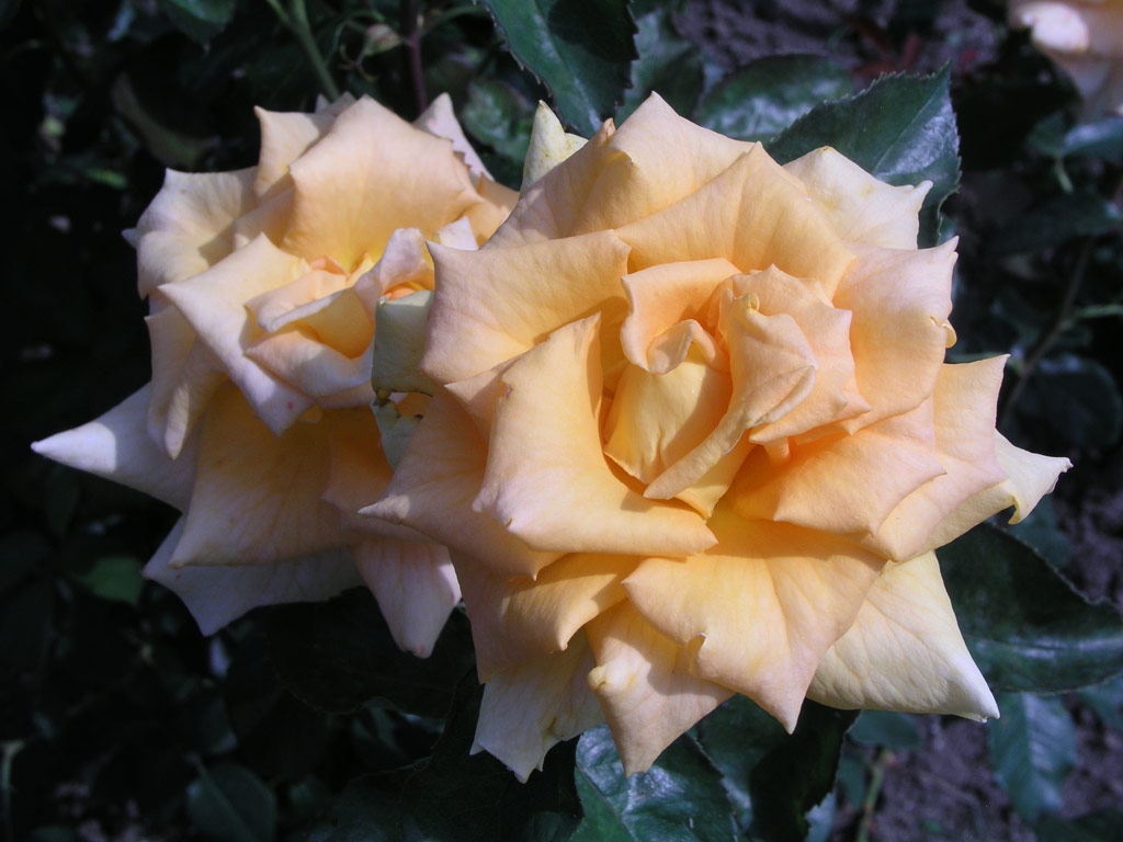 růže Lorena